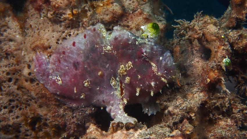 Frogfishmania Part 3, Lembeh Strait,Nord Sulawesi,Indonesien,Anglerfisch,Frogfisch