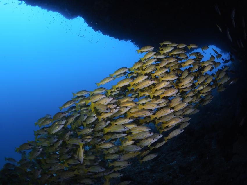 Euro-Divers Vilamendhoo, Malediven