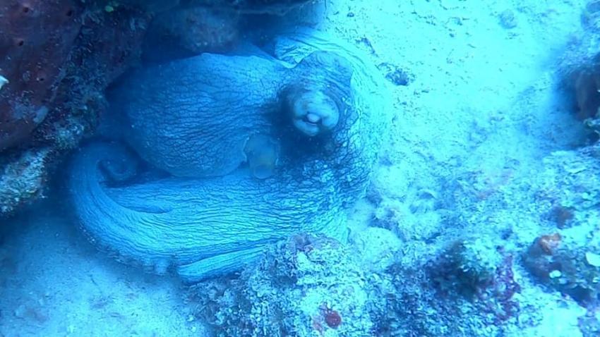 Octopus, AQUATRACK, Bavaro/Punta Cana, Dominikanische Republik