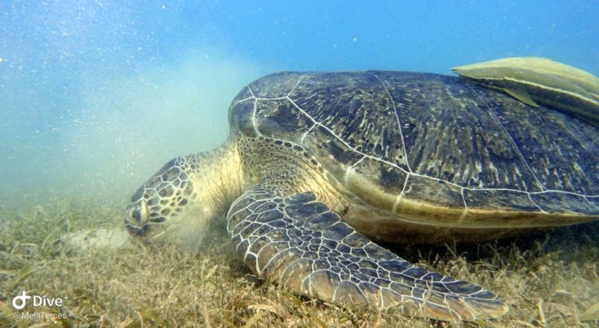 Shams Safaga Diving Center, Safaga, Ägypten, Safaga