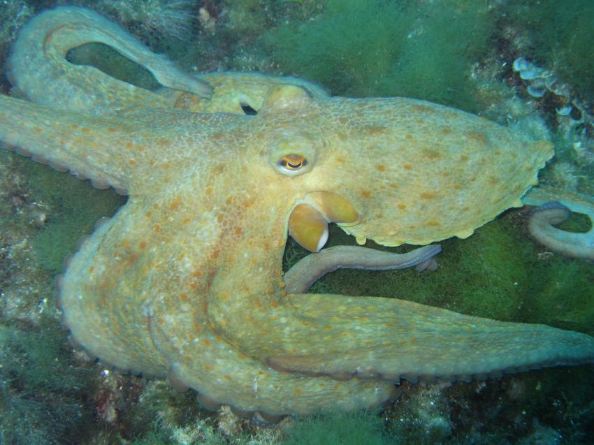 Octopus mal nicht auf dem Teller