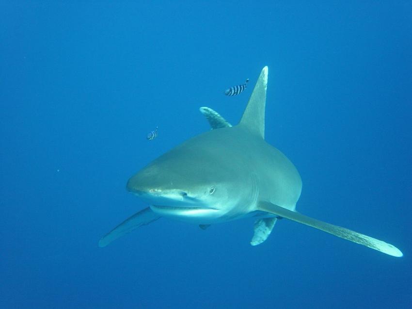 Carcharhinus Longimanus, Rotes Meer allgemein,Ägypten,Carcharhinus Longimanus