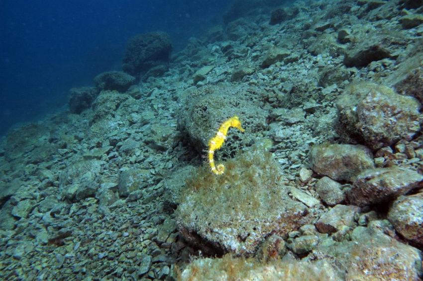 Mafaia Bay Insel Krk, Krk,Tauchplätze um-,Kroatien