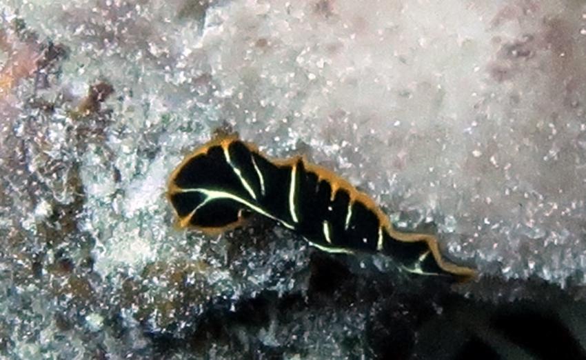 Ducks Diving Quesier at Rohanou Beach Resort, Ägypten, El Quseir bis Port Ghalib