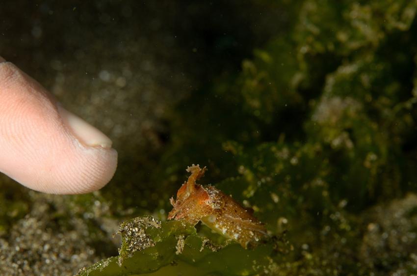 Bali 10.2013, Bali,Indonesien,SepiaJuvenil