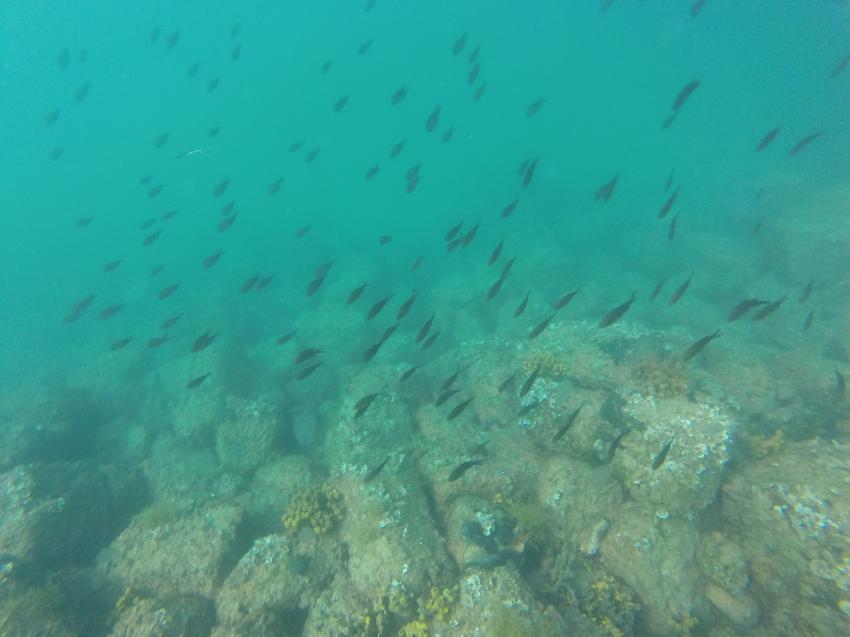 Diving Center Sharky, Piran (Fiesa), Slowenien