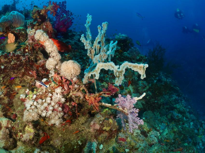 Korallen, Rotes Meer, Farasan Banks, M/Y Almonda, Saudi-Arabien