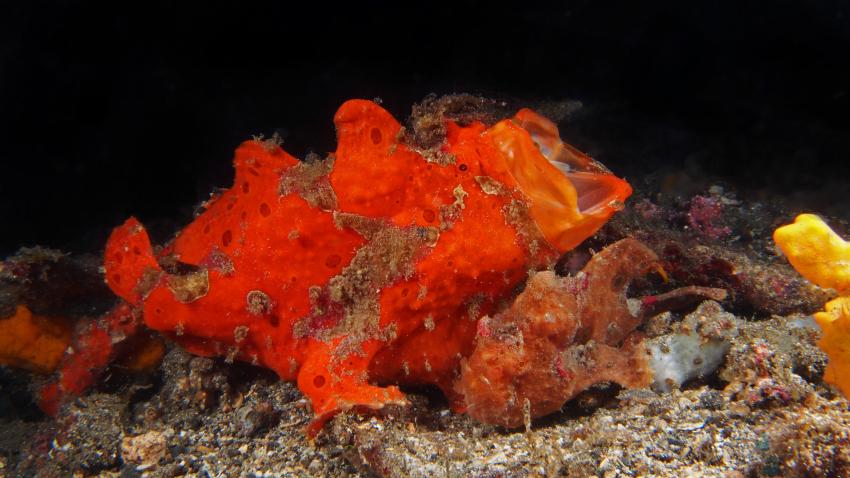 Frogfishmania Part 3, Lembeh Strait,Nord Sulawesi,Indonesien,Anglerfisch,Frogfisch