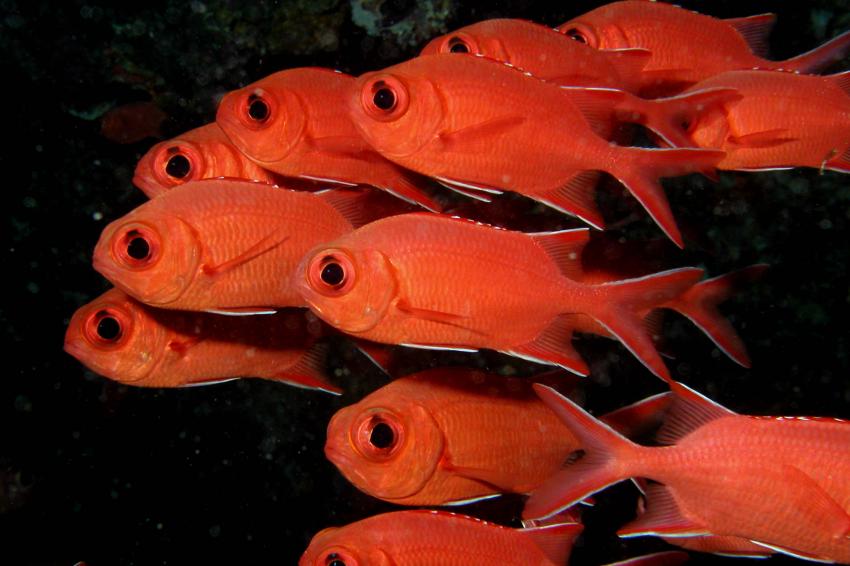 Vilamendhoo (Süd Ari Atoll), Vilamendhoo,Malediven,Soldatenfische,rot