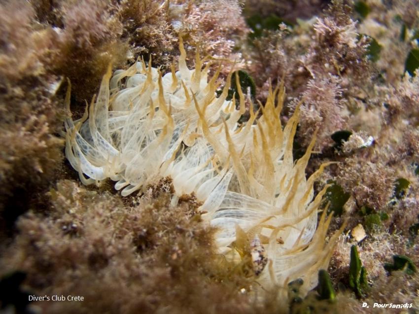 Aiptasia mutabilis, Reef Diving, Divers Club Crete, Agia Pelagia, Kreta, Griechenland