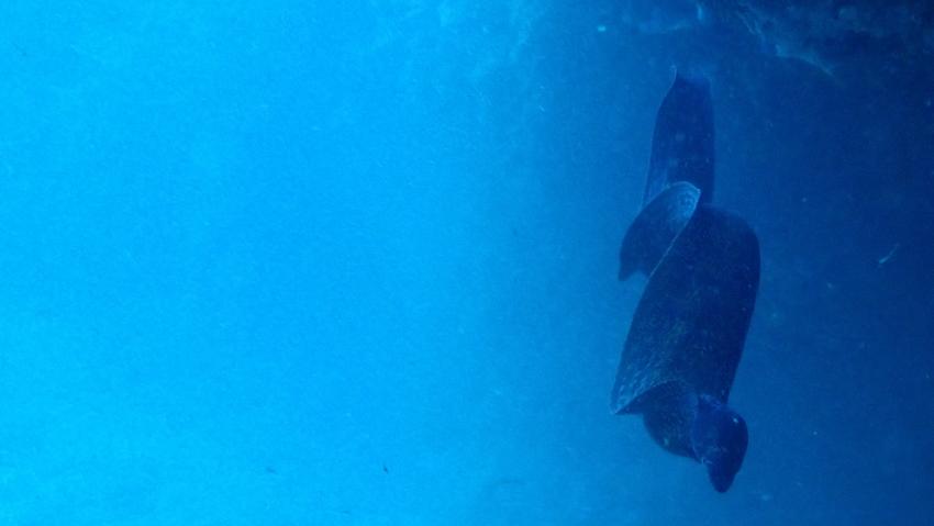 Diving Center, Cala Pada, Ibiza, Spanien, Balearen