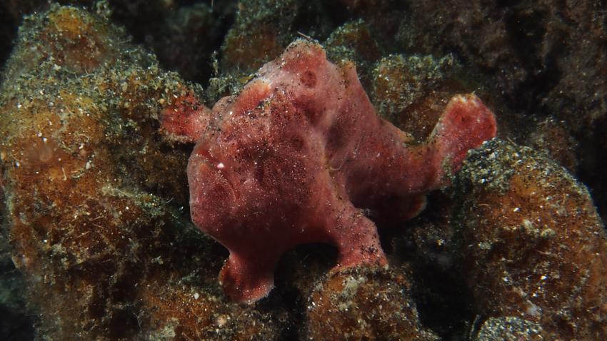 Frogfishmania Part 3, Lembeh Strait,Nord Sulawesi,Indonesien