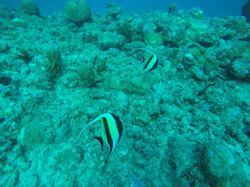 Dive Spirit, Mauritius