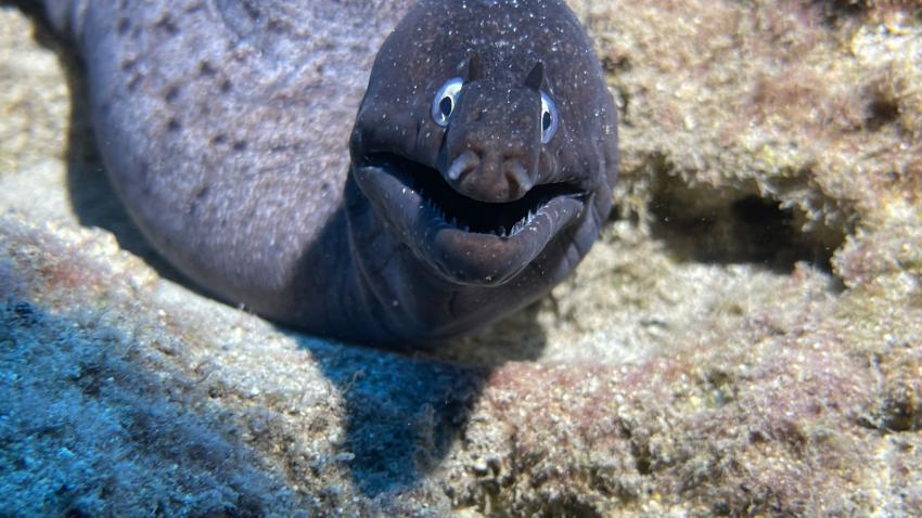 Fuerteventura Diving, Esquinzo, Spanien, Kanaren (Kanarische Inseln)