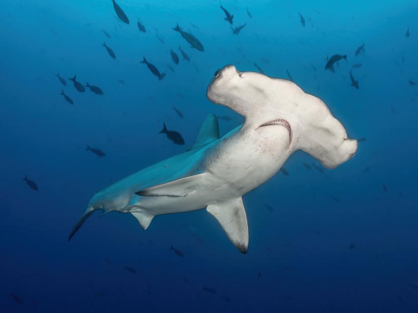 Hammerhai, M/V Galapagos Master, Ecuador, Galapagos
