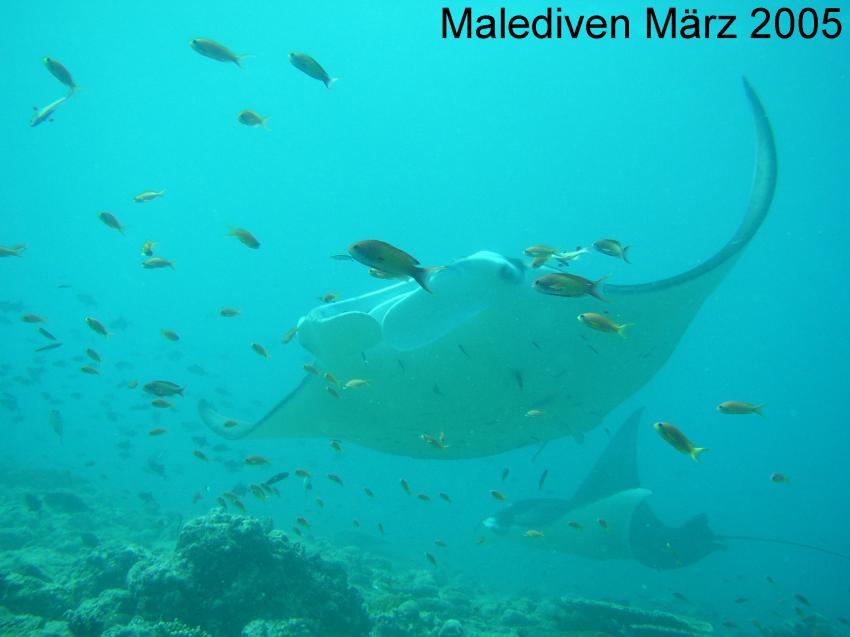 Süd-Male-Atoll, Süd-Male-Atoll,Malediven,Mantas