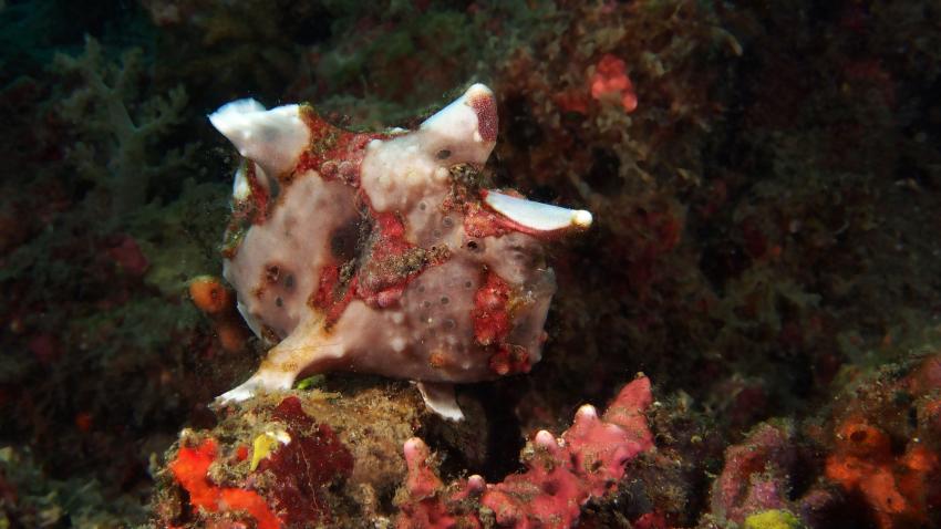 Frogfishmania Part 3, Lembeh Strait,Nord Sulawesi,Indonesien,Anglerfisch,Frogfisch