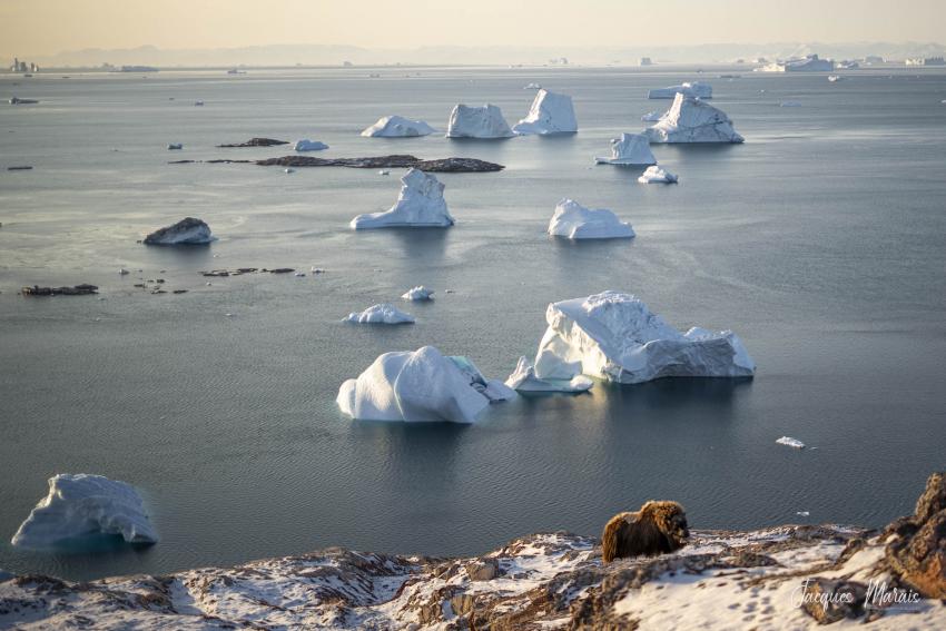Oceanwide Expeditions Greenland 