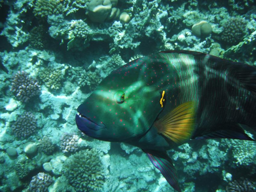 Hausriff Makadi Palace, Makadi Bay,Ägypten