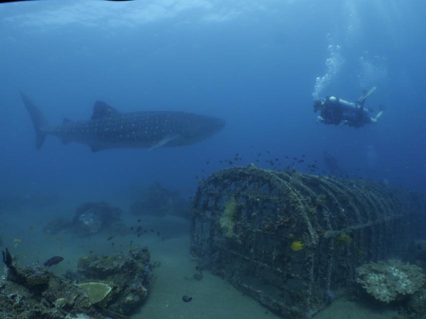 Walhai an unserem Reefvillage, Dive Society @ Sea Dream Resorts, Dauin, Philippinen