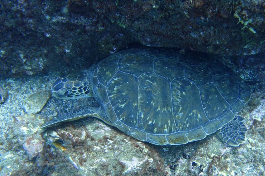 Suppenschildkröte, Kapverden, Cabo Verde, Haliotis Dive Center, Mindelo, Kap Verde