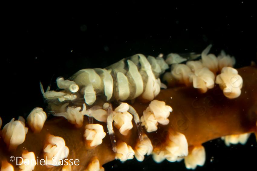 I have only seen this Anker's Whip Coral Shrimp - Pontonides anker a few times in my life and the reason is it is half the size of your nail...on your pinky finger. ;) Its max size is up to 1.5 cm (0.6 in)., Whip Coral Shrimp, Poseidon Dive Center, Krabi / Ao Nang, Thailand, Andamanensee