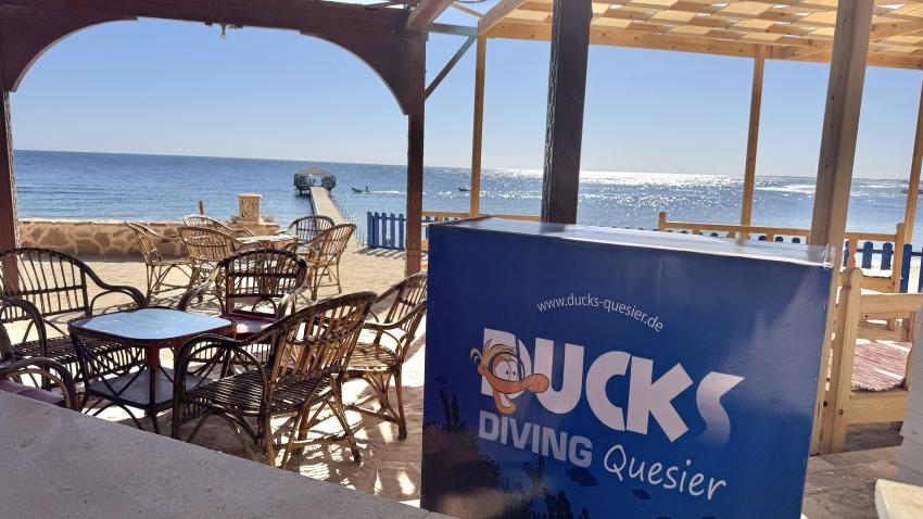 Ducks Diving Quesier at Rohanou Beach Resort, Ägypten, El Quseir bis Port Ghalib