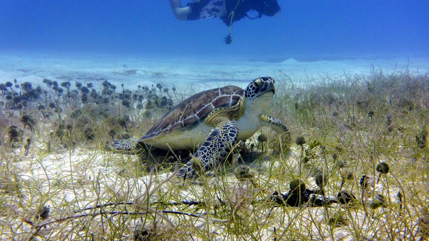 Karett-Schildkröte, Dressel Divers Club, Bayahibe, Dominikanische Republik