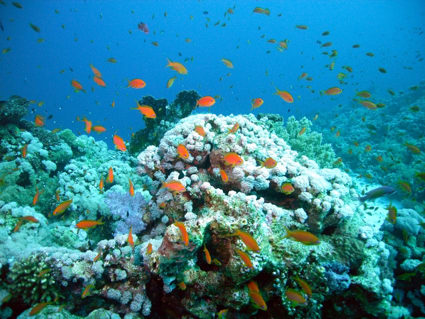 Safaga 01/2011 Teil 3, Safaga - allgemein,Ägypten