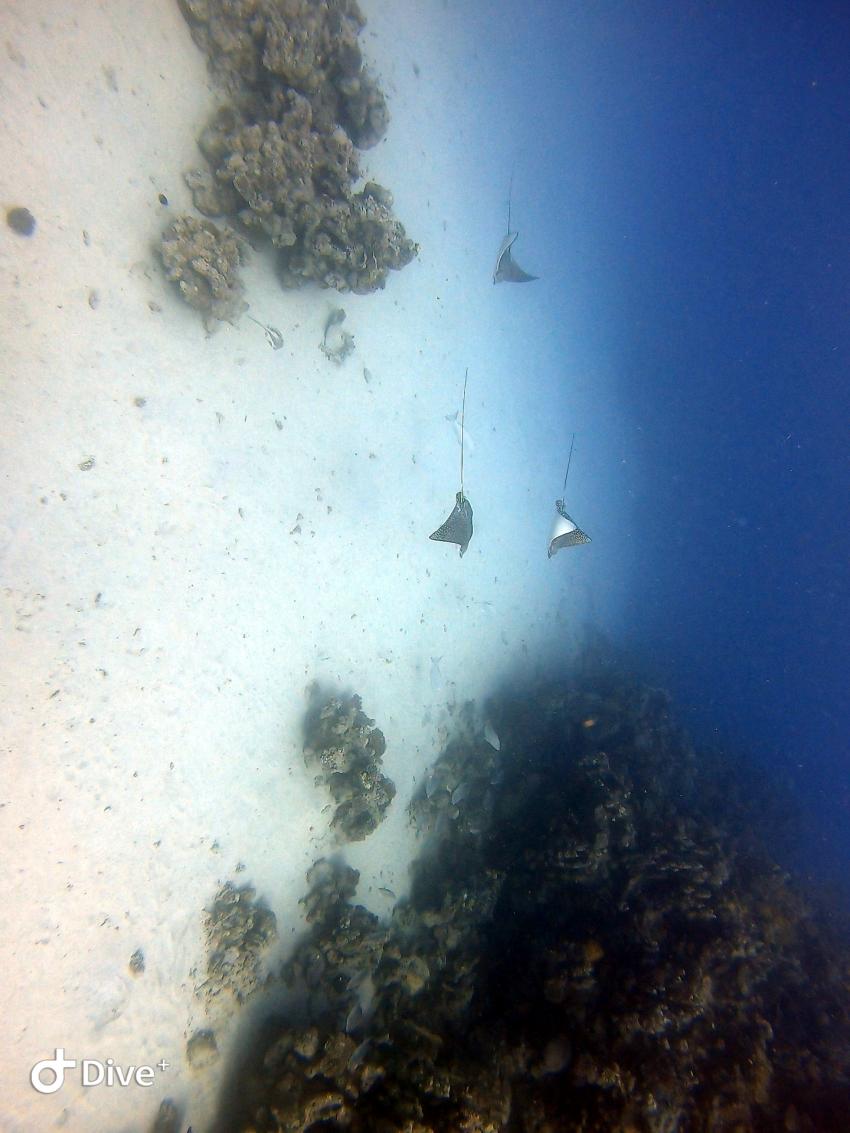 Wonderful Dive, Rohanou Resort, El Qusier, Ägypten, El Quseir bis Port Ghalib