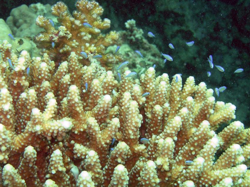 Brayka Bay, Brayka Bay,Ägypten