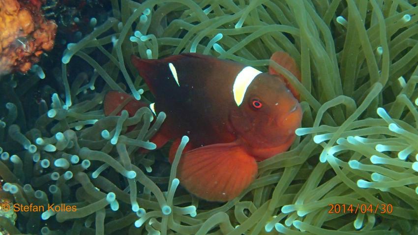 Clownfisch, Nemo, Anemone, Philippinen