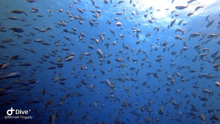 Olhuveli, Sun International Diving School, Malediven