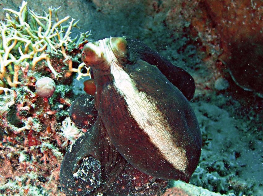 Brayka Bay, Brayka Bay,Ägypten