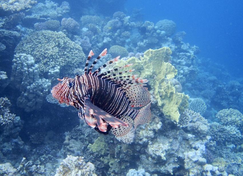 Extra Divers - Hotel Viva Blue, Sharm el Naga, Ägypten, Safaga