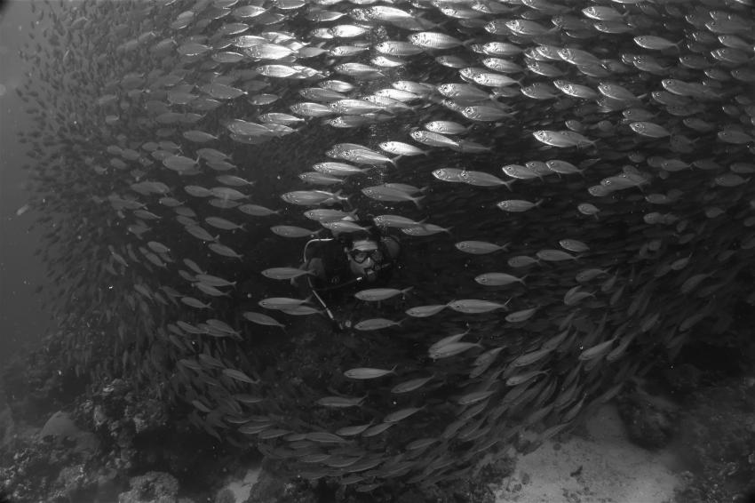 Taucher im Schwarm, Villa Mango Curacao Dive Center, Willemstad, Niederländische Antillen, Curaçao