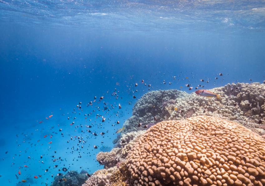 Scuba World Divers Soma Bay_3, Tauchen in der Soma Bay, Scuba World Divers Soma Bay, Caribbean World Resort, Ägypten, Safaga