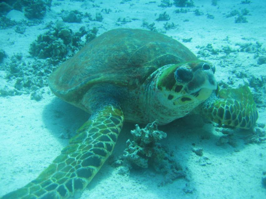 Extra Divers - Equinox, Marsa Alam, Ägypten, Marsa Alam und südlich