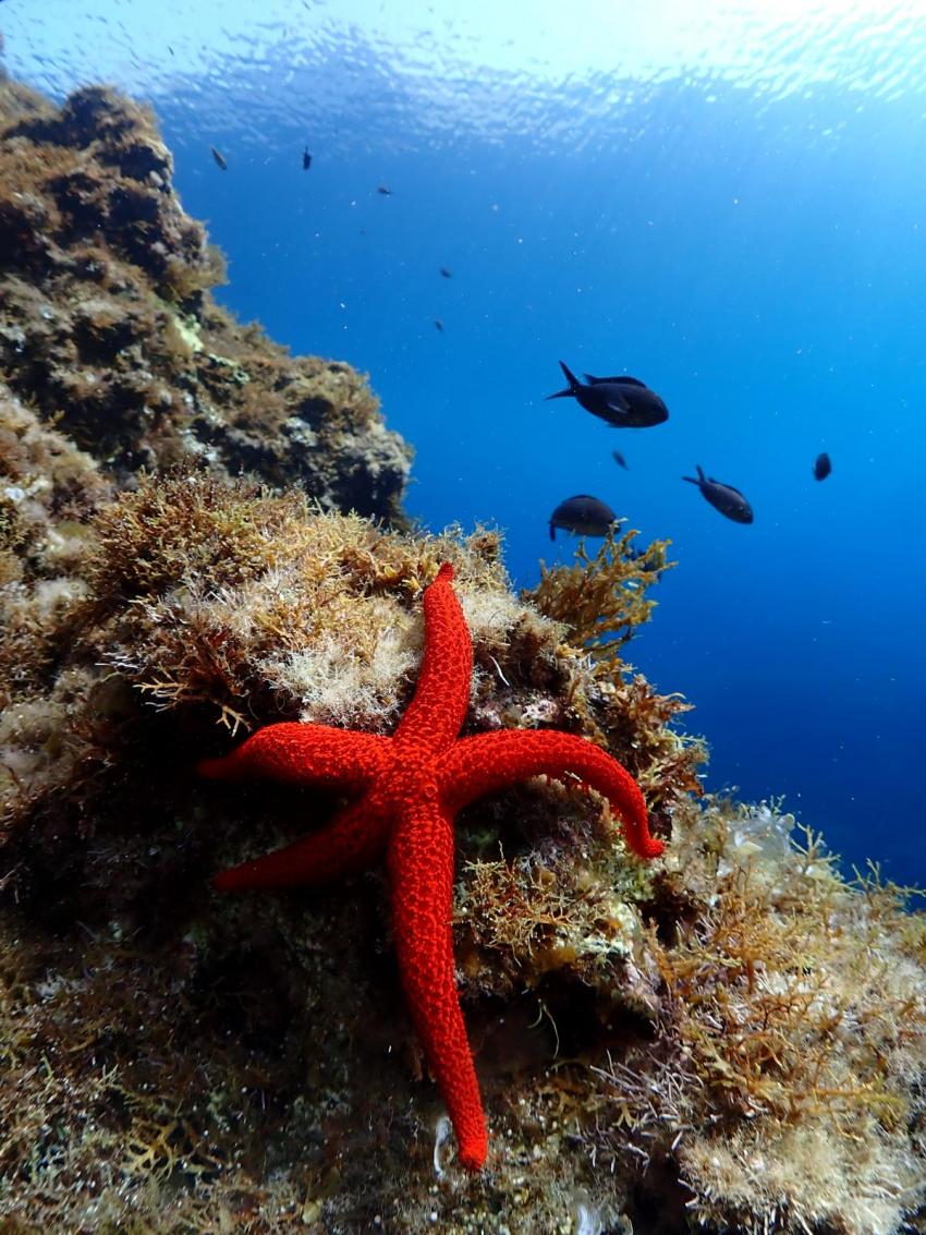 Seestern, Utina Diving, Xlendi Bay, Gozo, Malta, Gozo