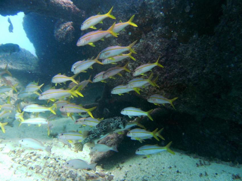 Nov.2009, Insel Sal,St. Maria,Kap Verde,Gelbflossengrunzer