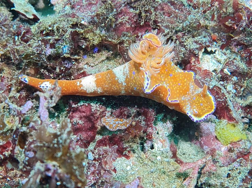 Extra Divers - Mirbat, Oman, Oman