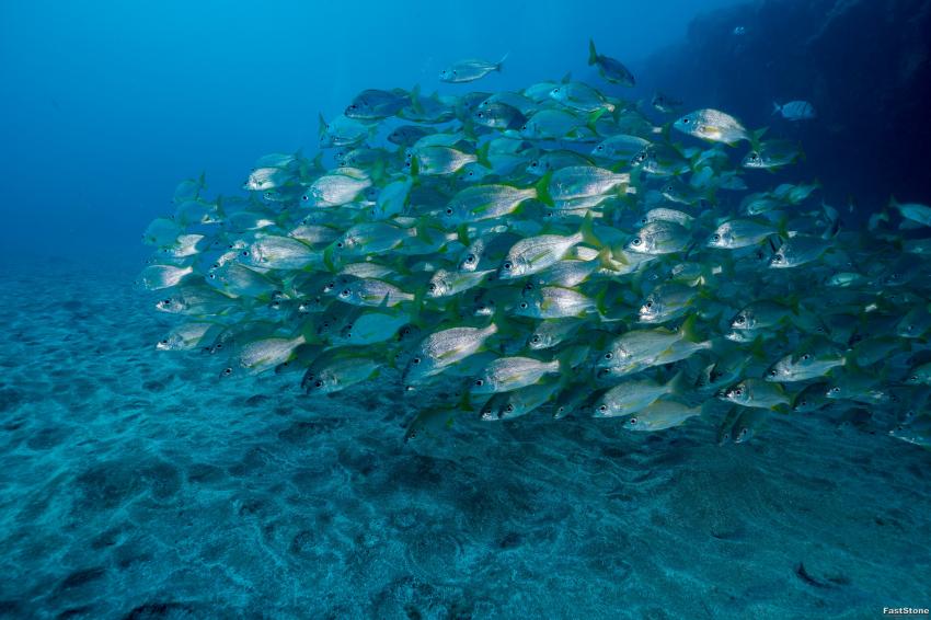 Fischschwarm, Zeus Dive Center, Playa del Ingles, Gran Canaria, Spanien, Kanaren (Kanarische Inseln)