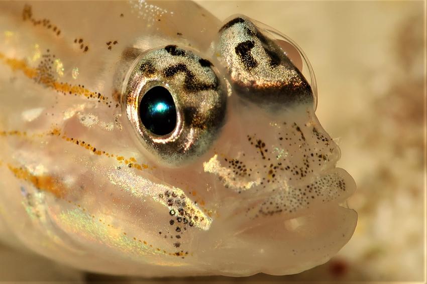 Fahle Grundel , Villa Mango Curacao Dive Center, Willemstad, Niederländische Antillen, Curaçao