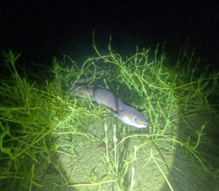 Nachttauchen im Echinger Weiher, ABC-Divers, Eching, Deutschland, Bayern