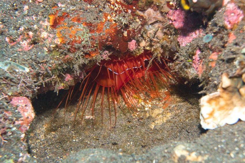 Nico Dives Cool, Indonesien, Bali