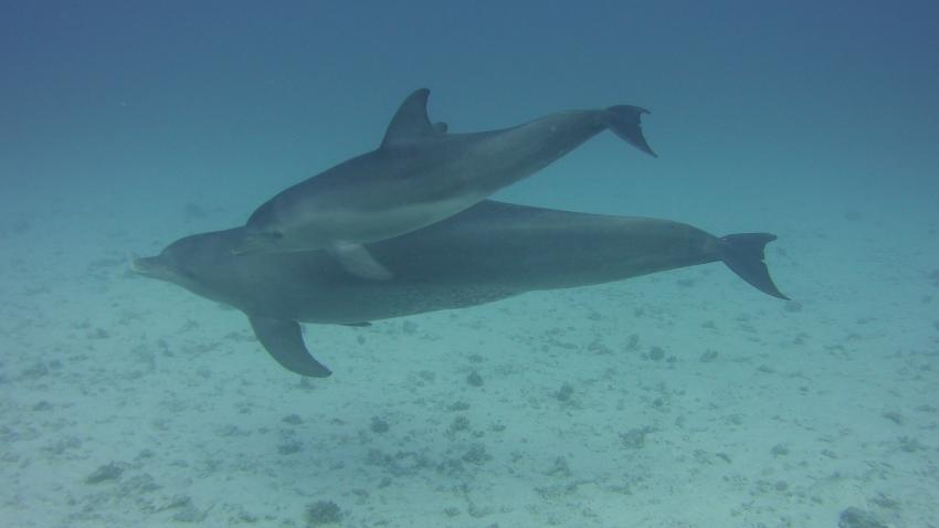 Ein Traum, mit Delphinen zu tauchen, ORCA Dive Club, Turtle's Inn, El Gouna Abu Tig Marina, Ägypten, Hurghada