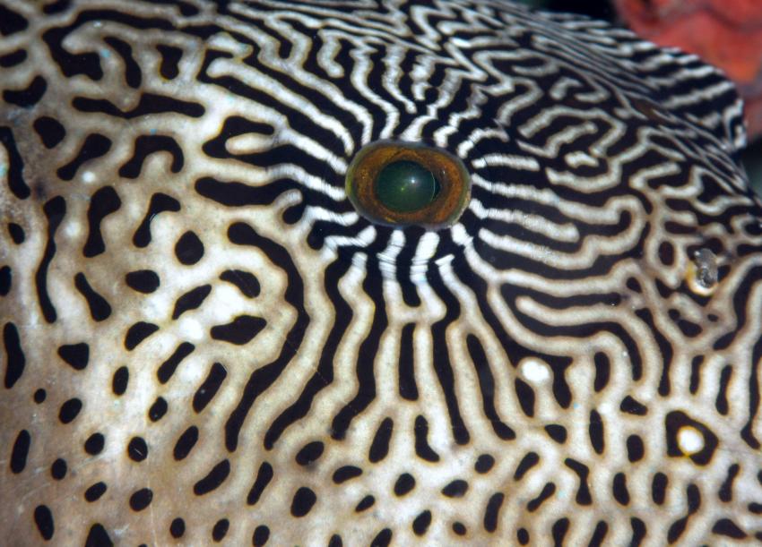 Komodo, Orca Dive Club Labuan Bajo Flores,Allgemein,Indonesien,Auge vom Kugelfisch