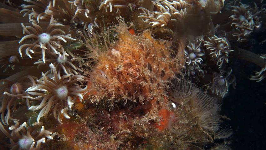 Frogfishmania - never stops at Lembeh, Lembeh Strait,Nord Sulawesi,Indonesien