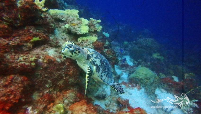 Echte Karettschildkröte (Hawksbill turtle), Relaxed Guided Dives, Niederländische Antillen, Curaçao