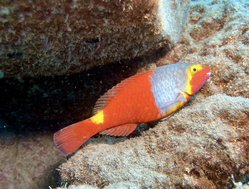 Fuerteventura Diving, Esquinzo, Spanien, Kanaren (Kanarische Inseln)